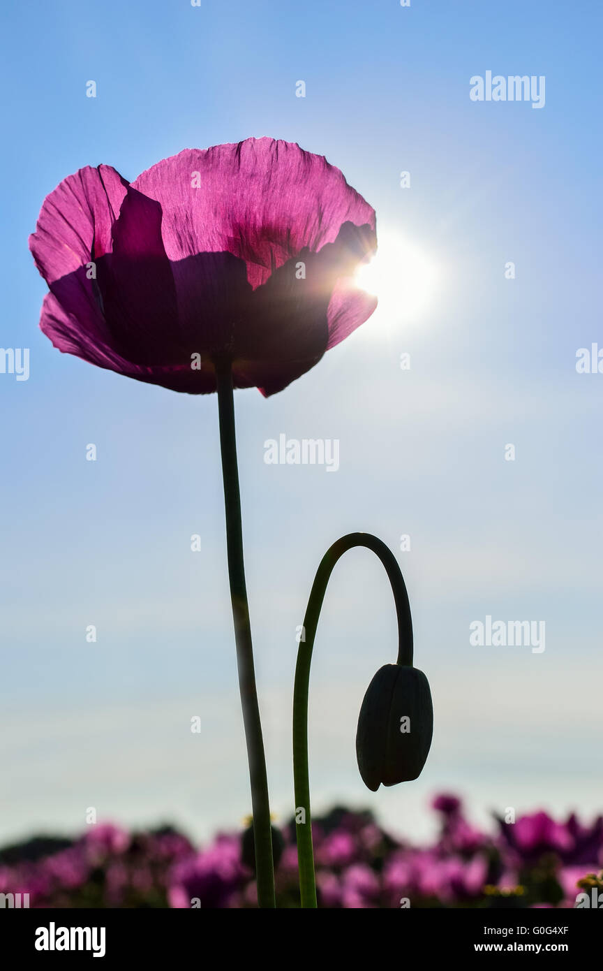 Poppy in violet in sunlight Stock Photo