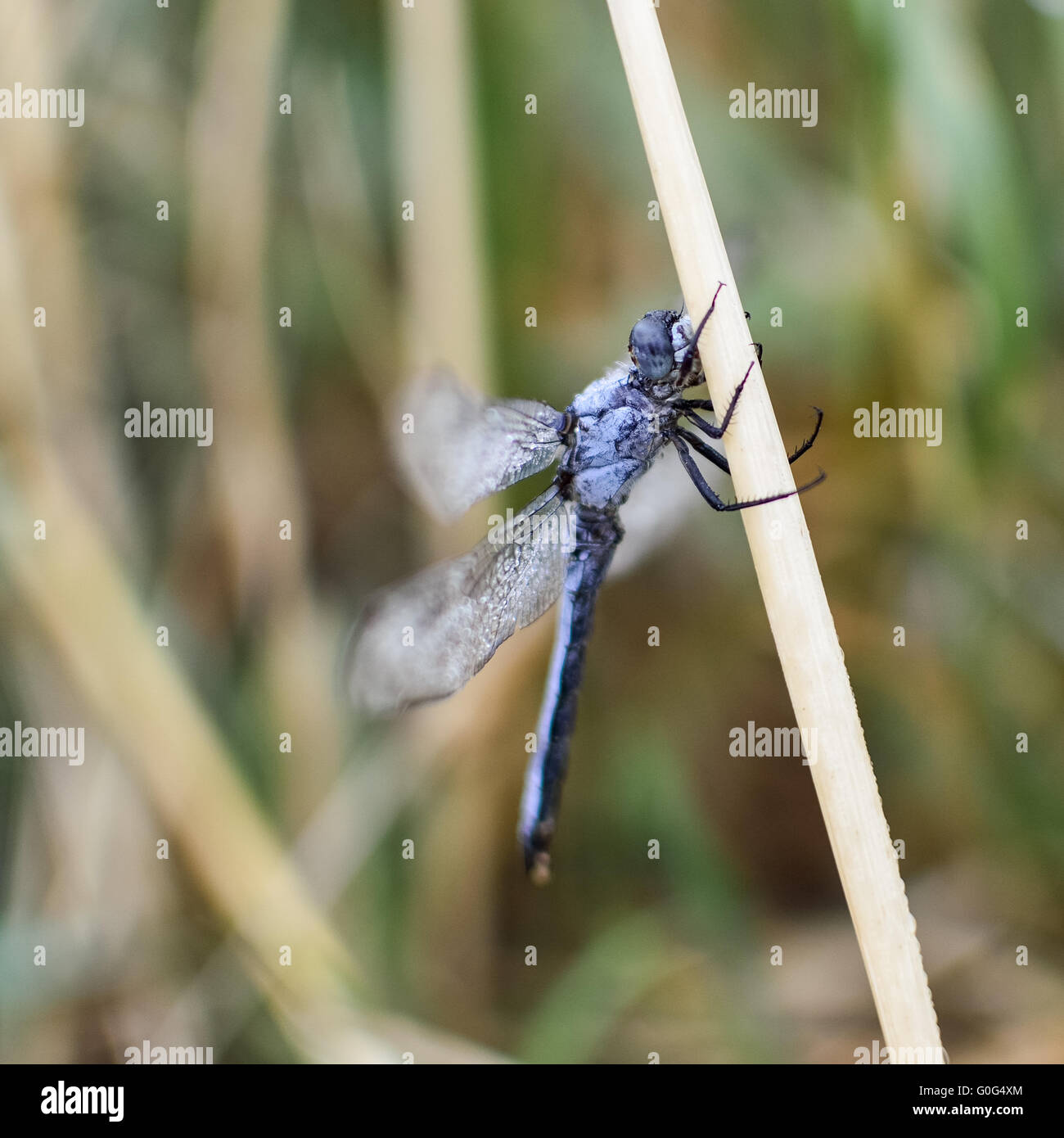 Dragonfly in blue on one stalk Stock Photo - Alamy