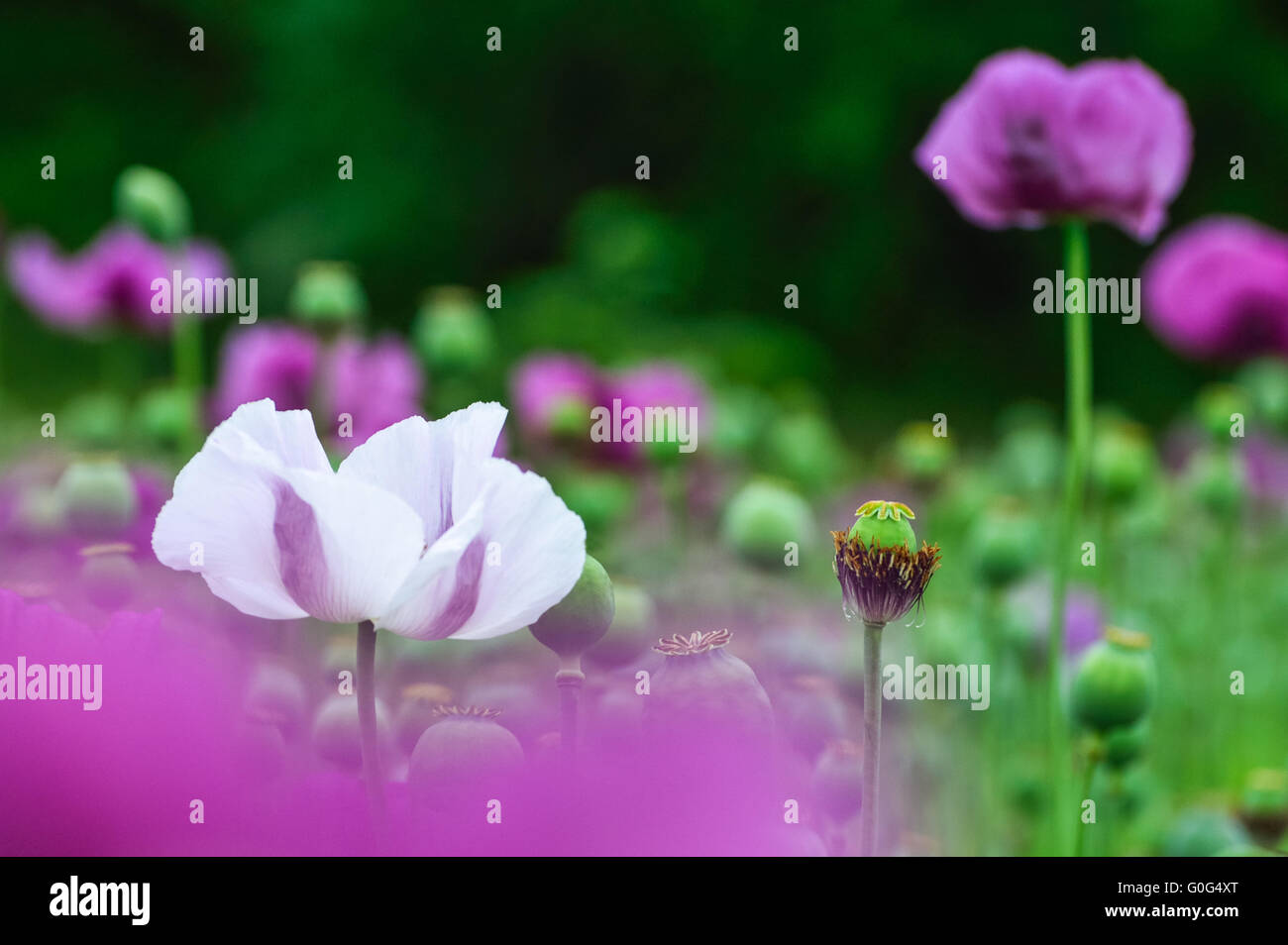 Poppy white and purple Stock Photo
