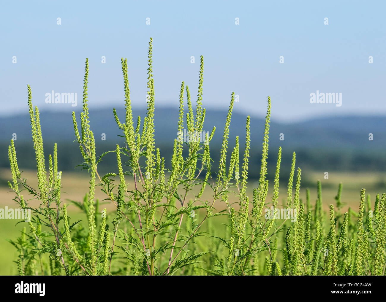 Ragweed or ragweed allergy triggers from Stock Photo