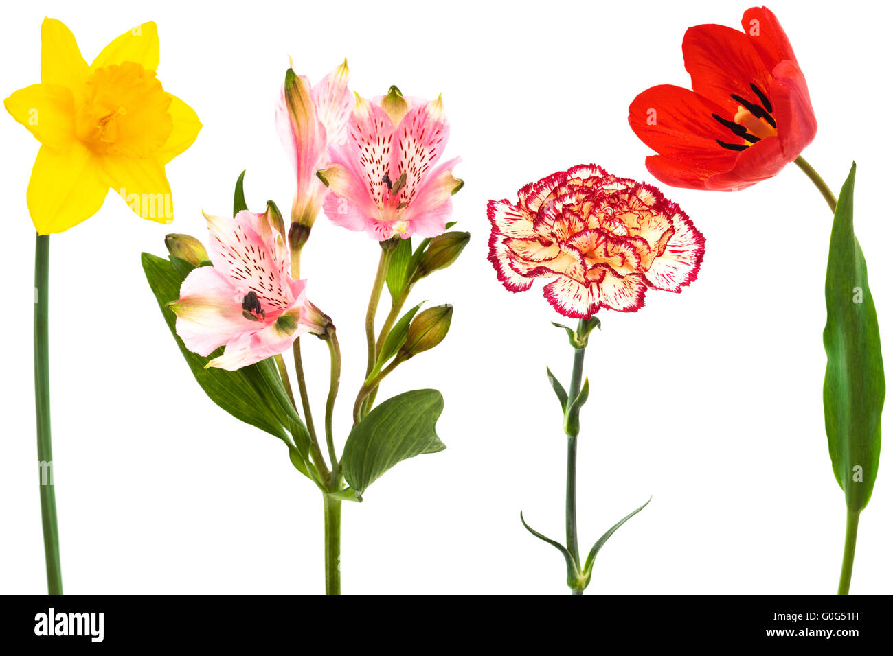 Beautiful fresh flowers on a white background Stock Photo - Alamy