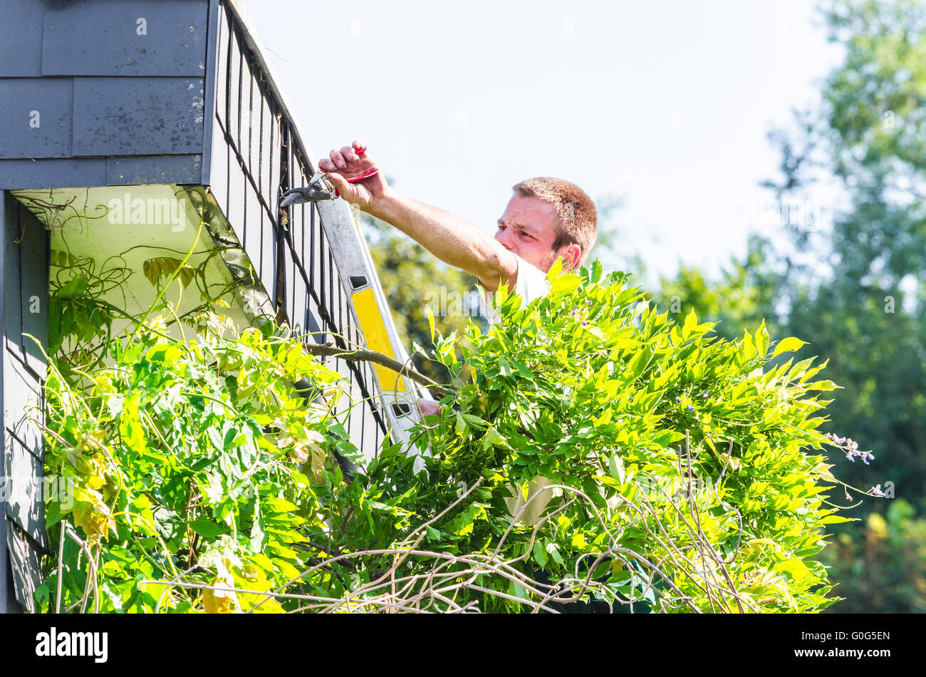 Trimming an ivy with hedge trimmer Stock Photo Alamy