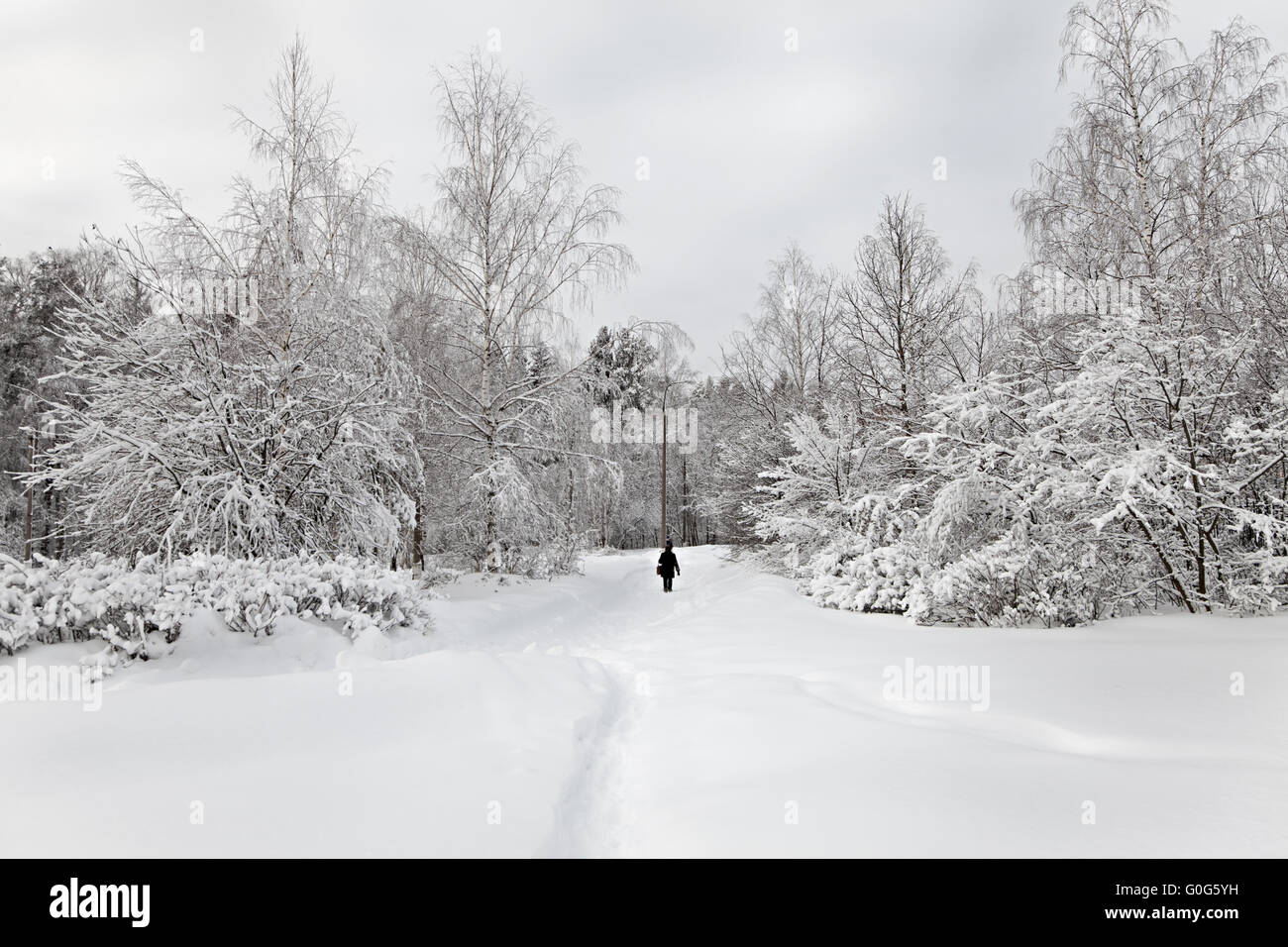 A path between trees covered with snow Stock Photo - Alamy