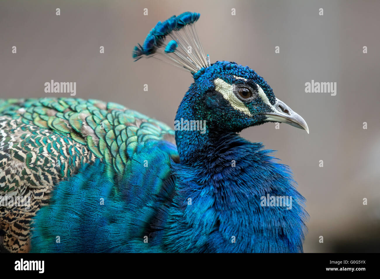 Close up portrait blue peacock hi-res stock photography and images - Alamy