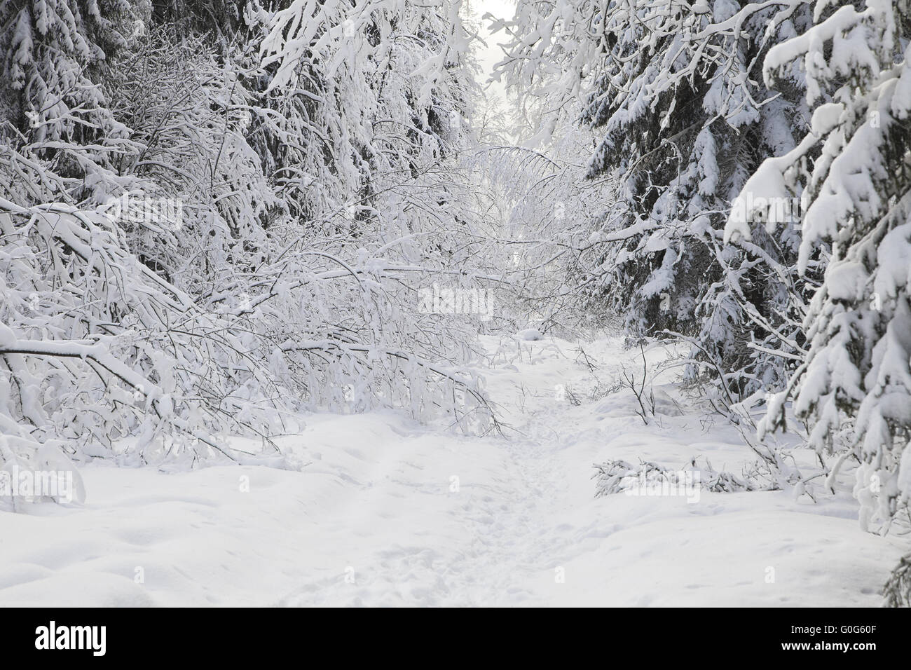 A path between trees covered with snow Stock Photo - Alamy