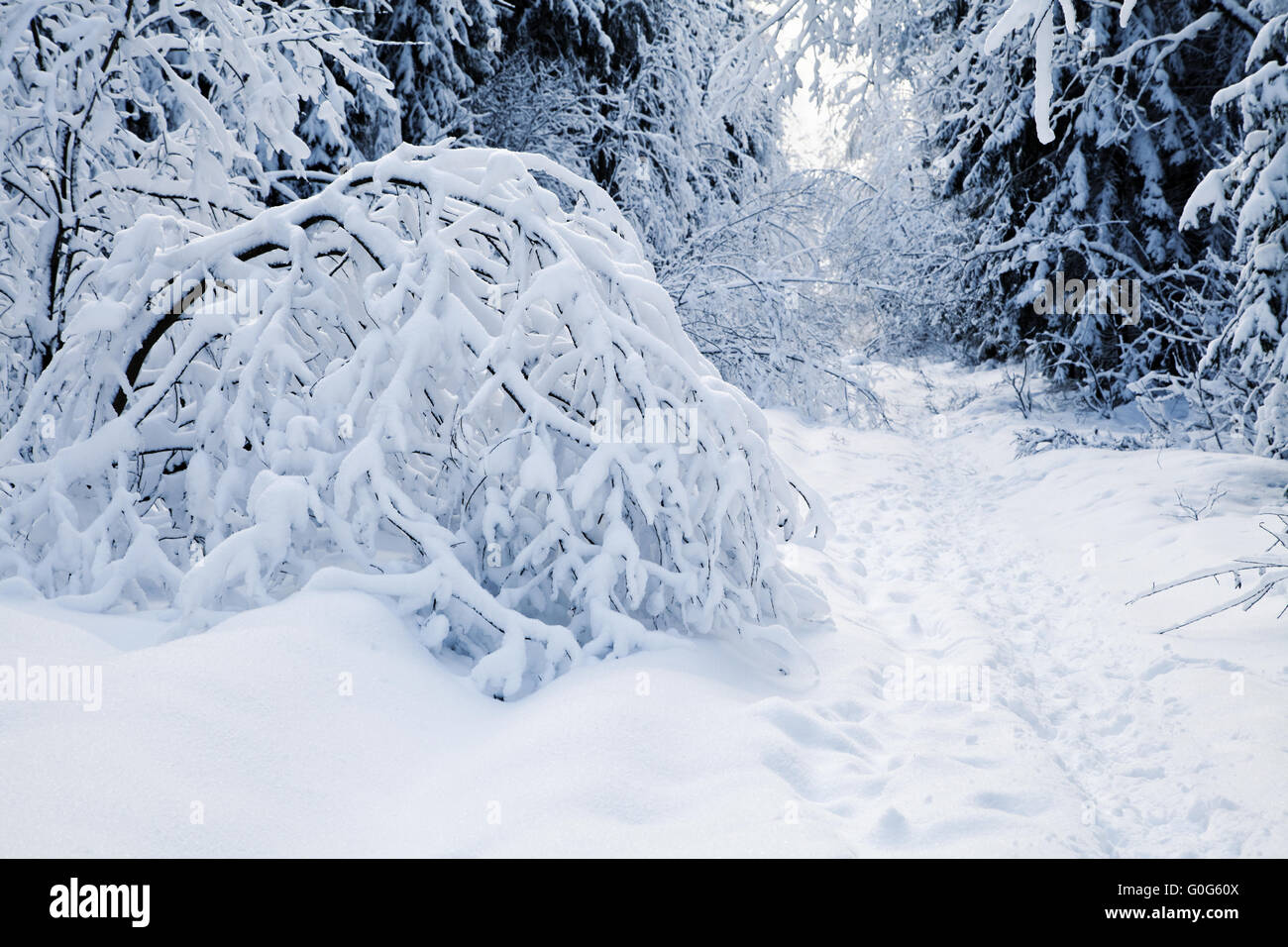 A path between trees covered with snow Stock Photo - Alamy