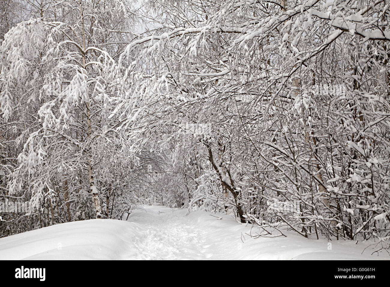 A path between trees covered with snow Stock Photo - Alamy