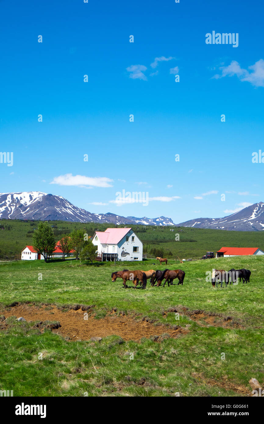 Grazing horses and a farm seen in Iceland Stock Photo