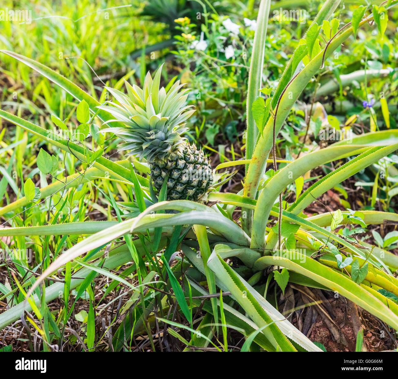 Pineapple growing field Stock Photo