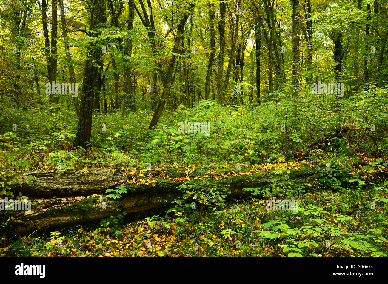 autumn forest Stock Photo