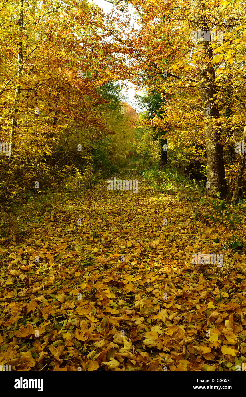 autumn forest Stock Photo