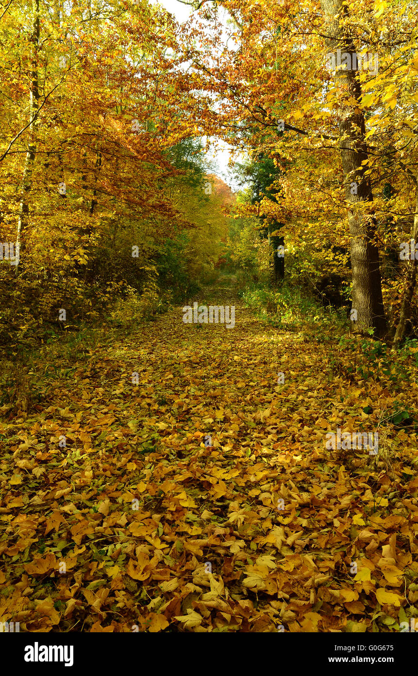 Deciduous forest fall hi-res stock photography and images - Alamy