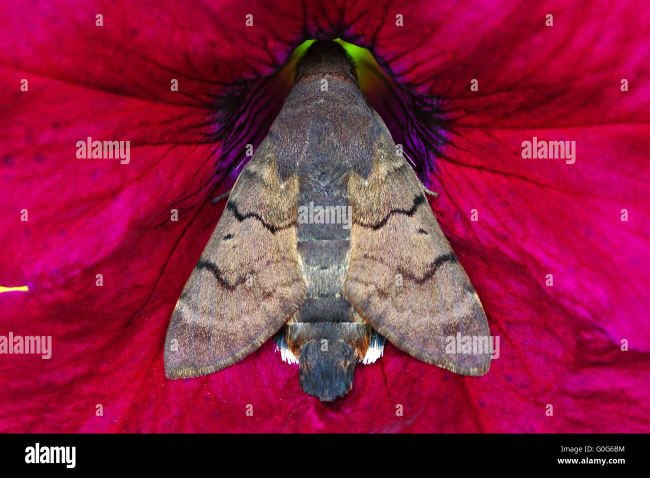 Hummingbird Hawkmoth nectar Trunk Stock Photo - Alamy