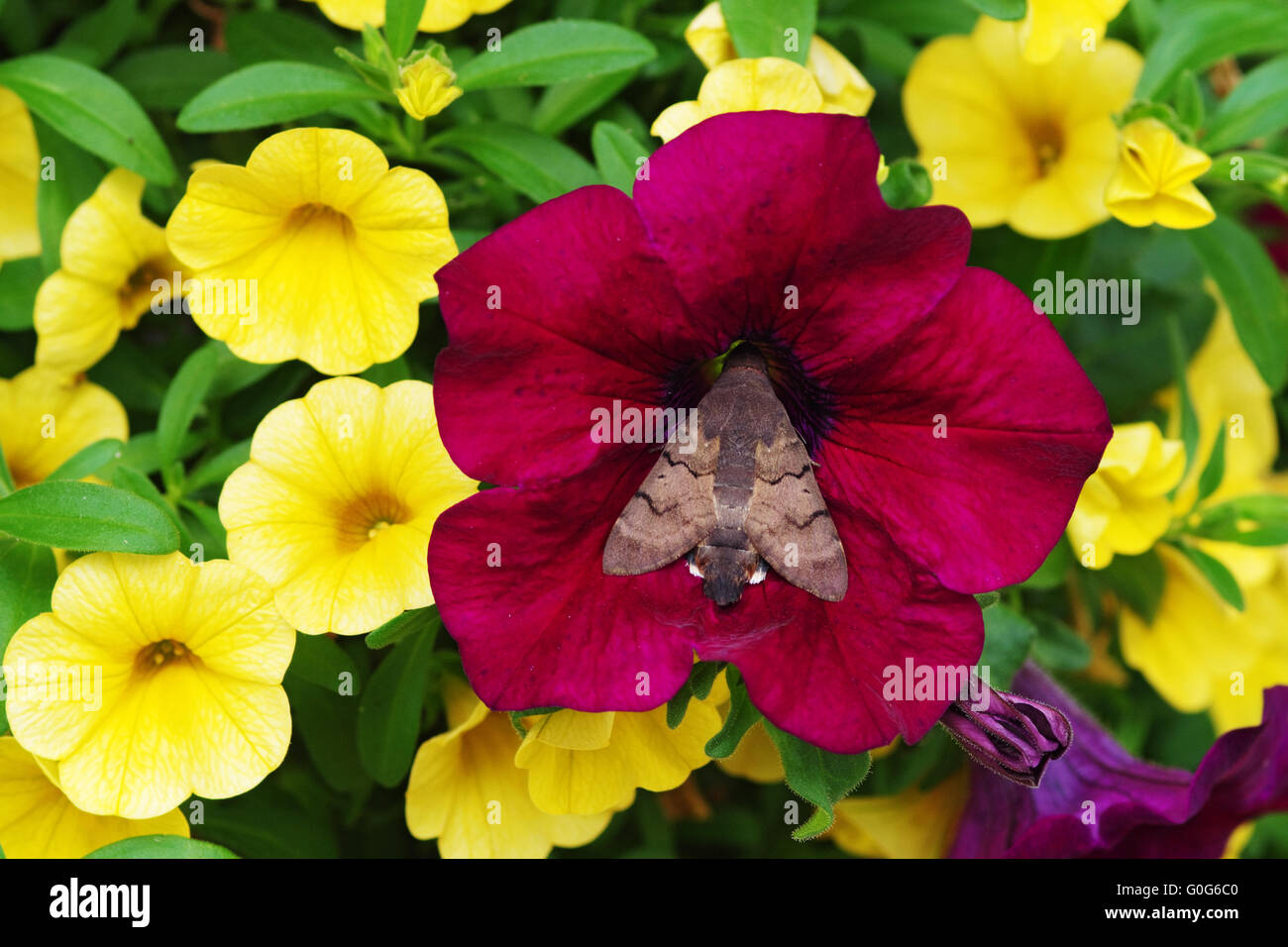 Hummingbird Hawkmoth nectar Trunk Stock Photo - Alamy