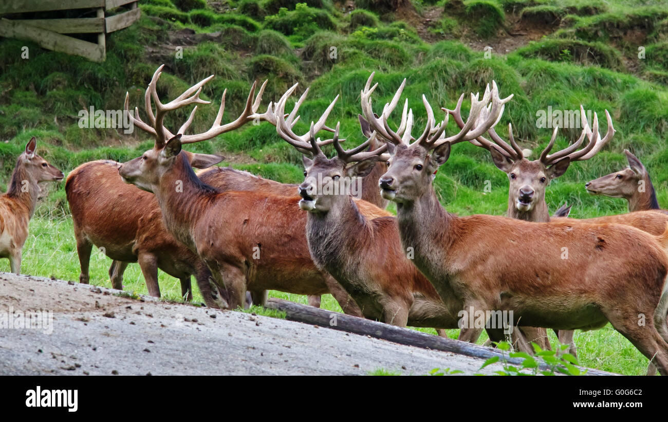Deer Population High Resolution Stock Photography and Images - Alamy