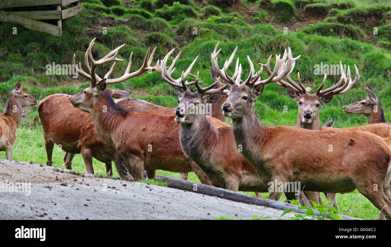 Red Deer Population Stock Photo Alamy