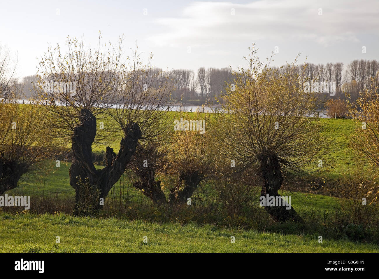 Lower Rhine landscape with pollarded willows and the river Rhine, Duesseldorf, Germany, Europe Stock Photo