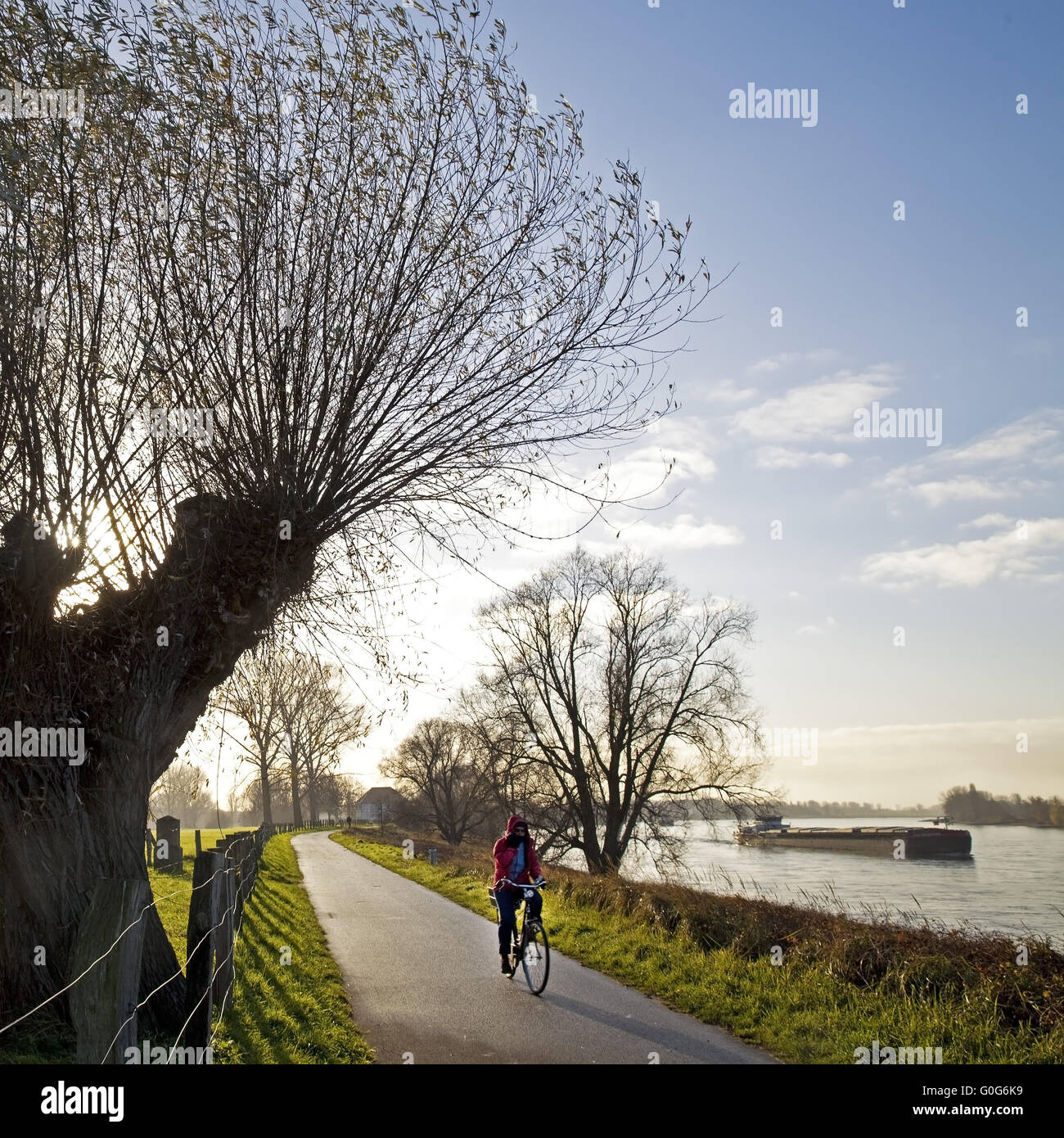 Cyclists in Lower Rhine landscape with pollarded willows, Duesseldorf-Wittlaer, Germany, Europe Stock Photo