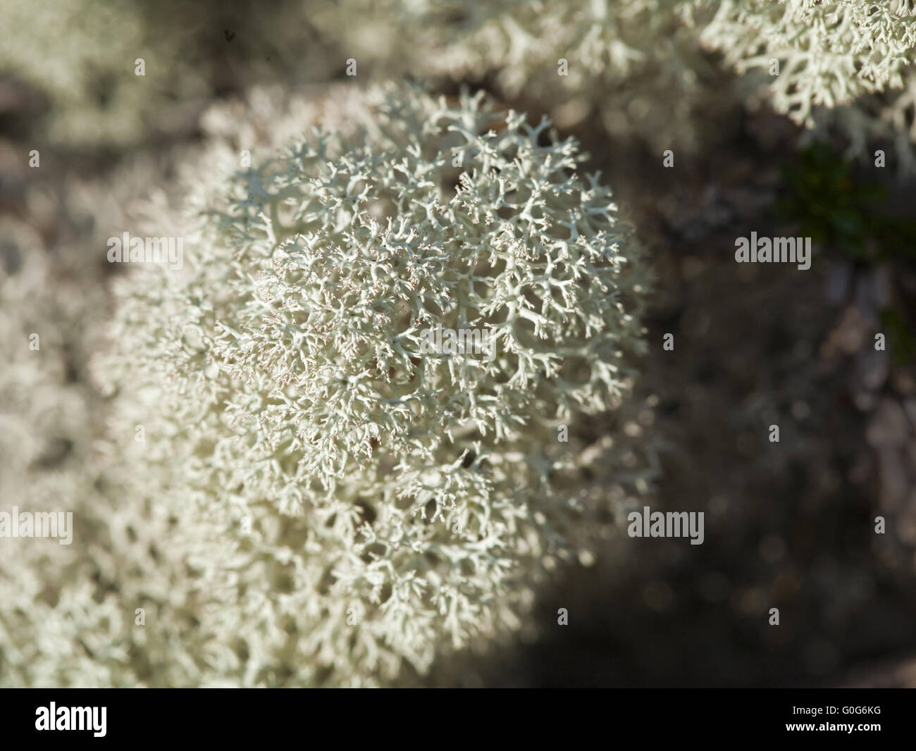 Reindeer lichen, close-up Stock Photo