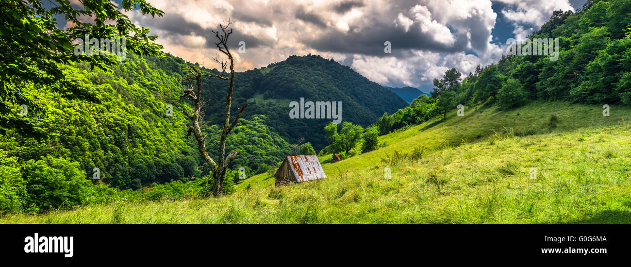 Lonely tree and abandoned cottage Stock Photo