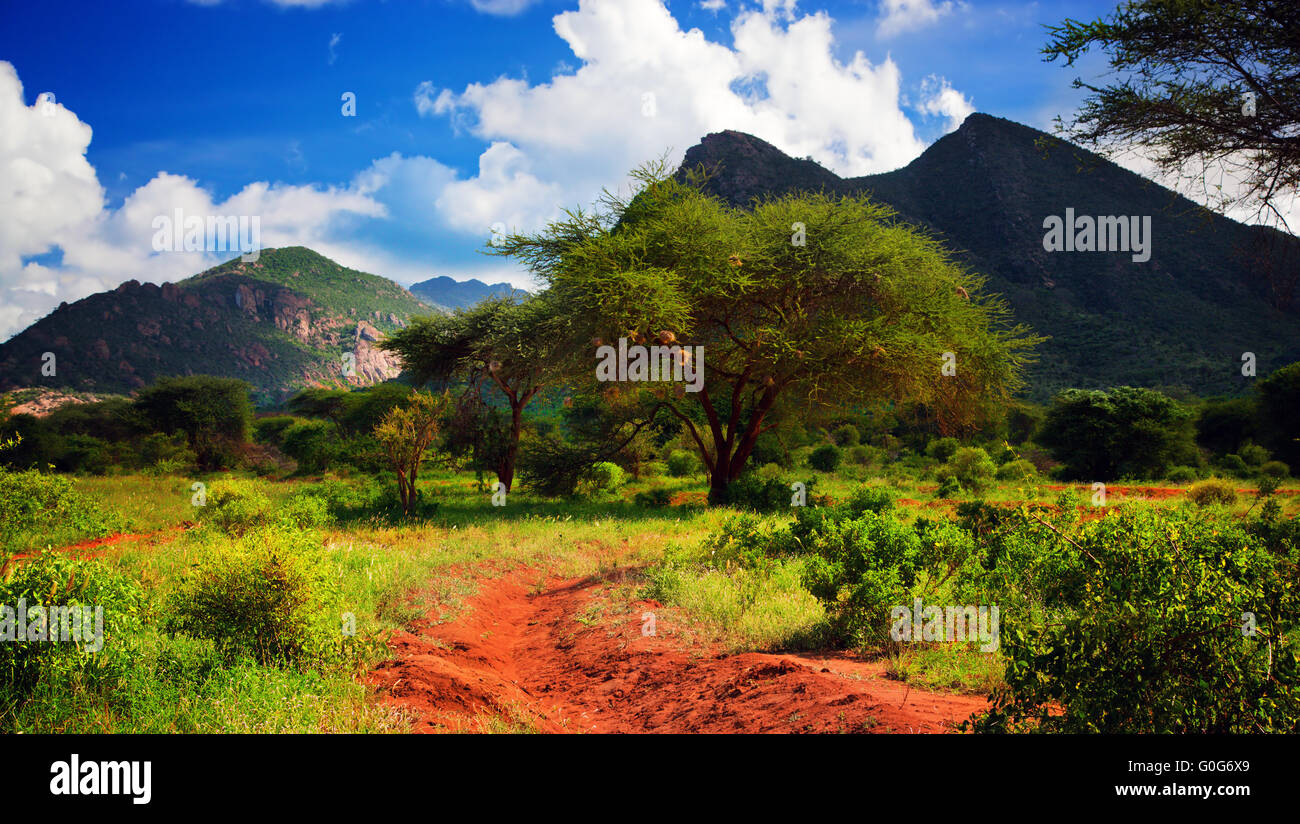 Red ground road, bush with savanna. Tsavo West, Kenya, Africa Stock Photo