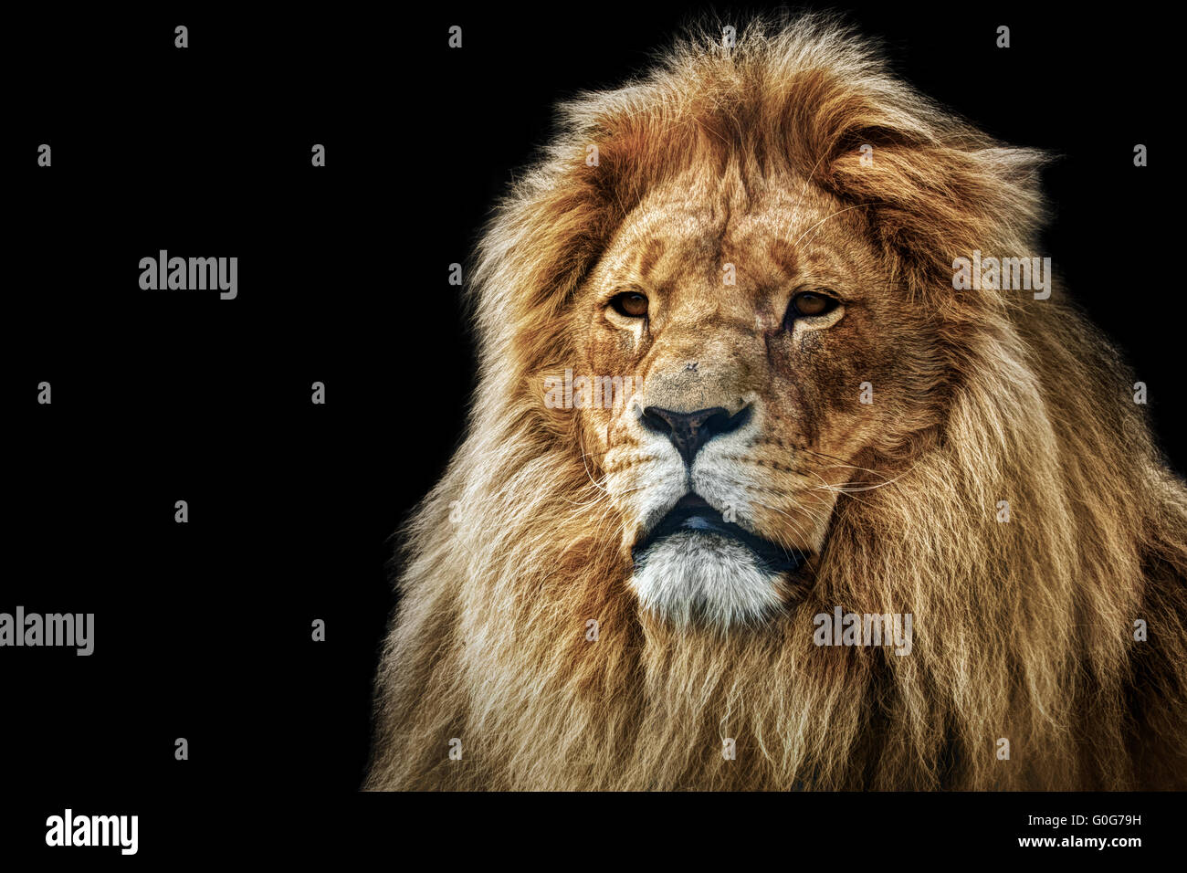 Lion with black hair hi-res stock photography and images - Alamy