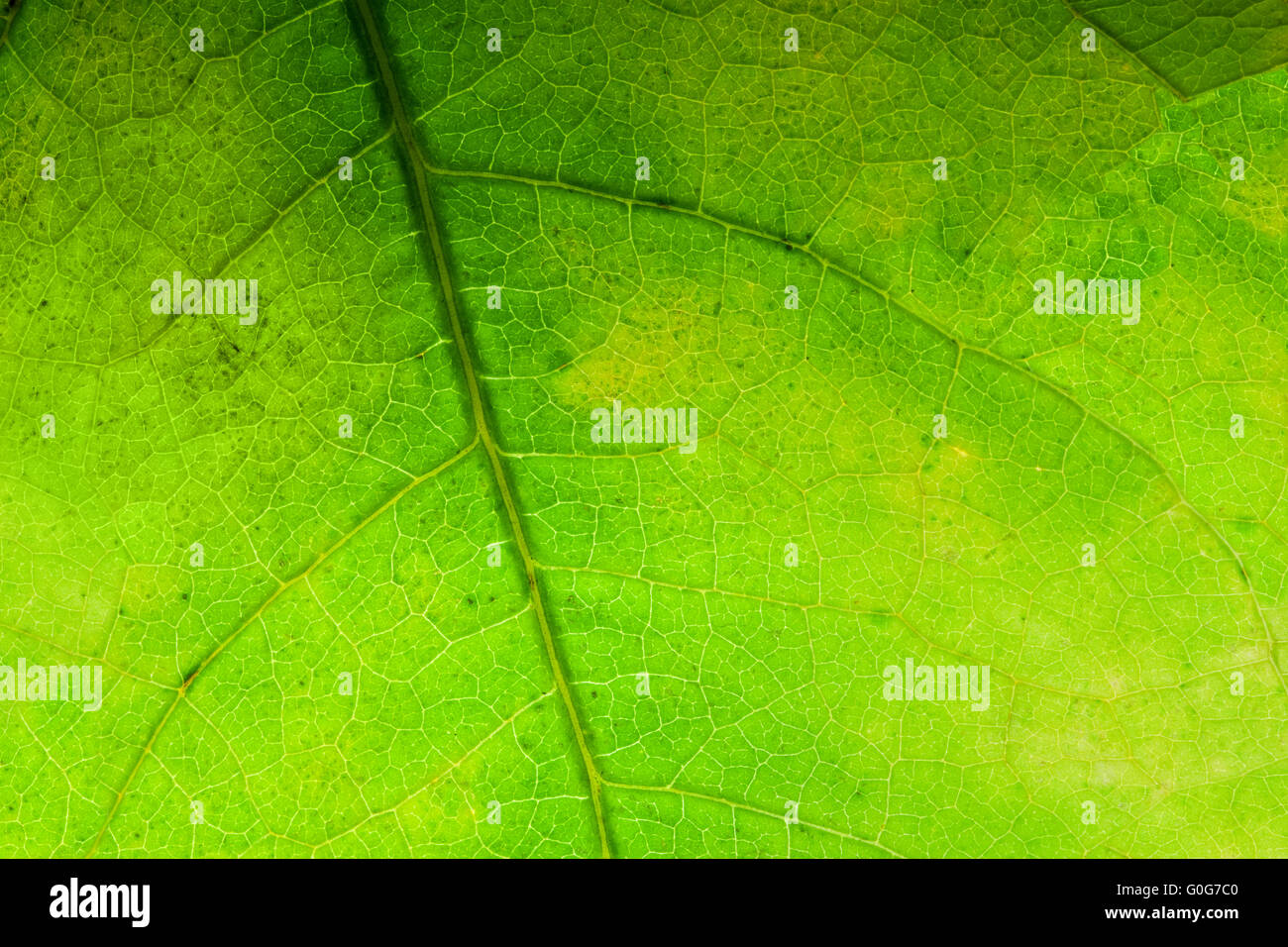 Green leaf close-up background. Natural structure of veins Stock Photo ...