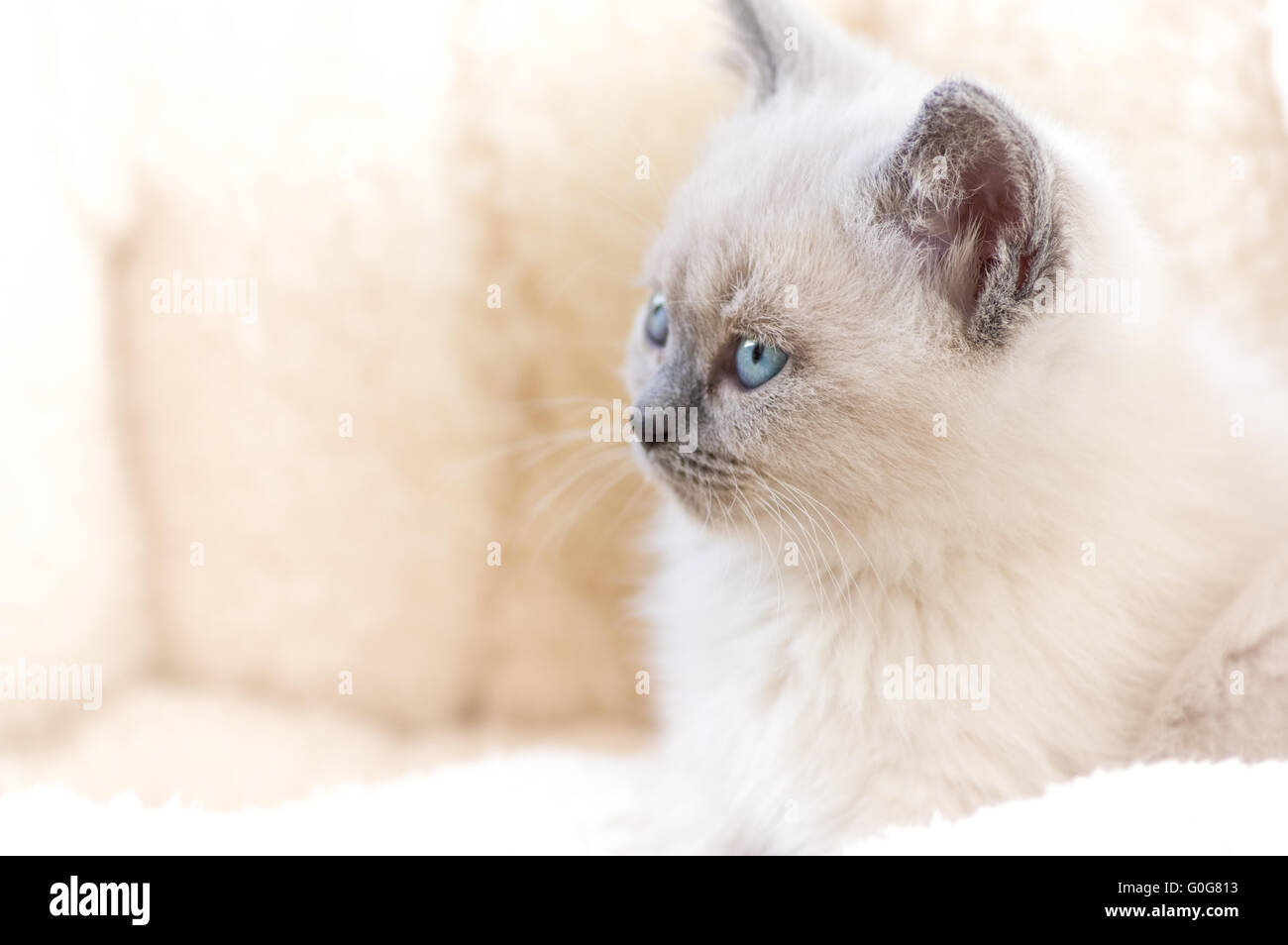 British shorthair kitten Stock Photo