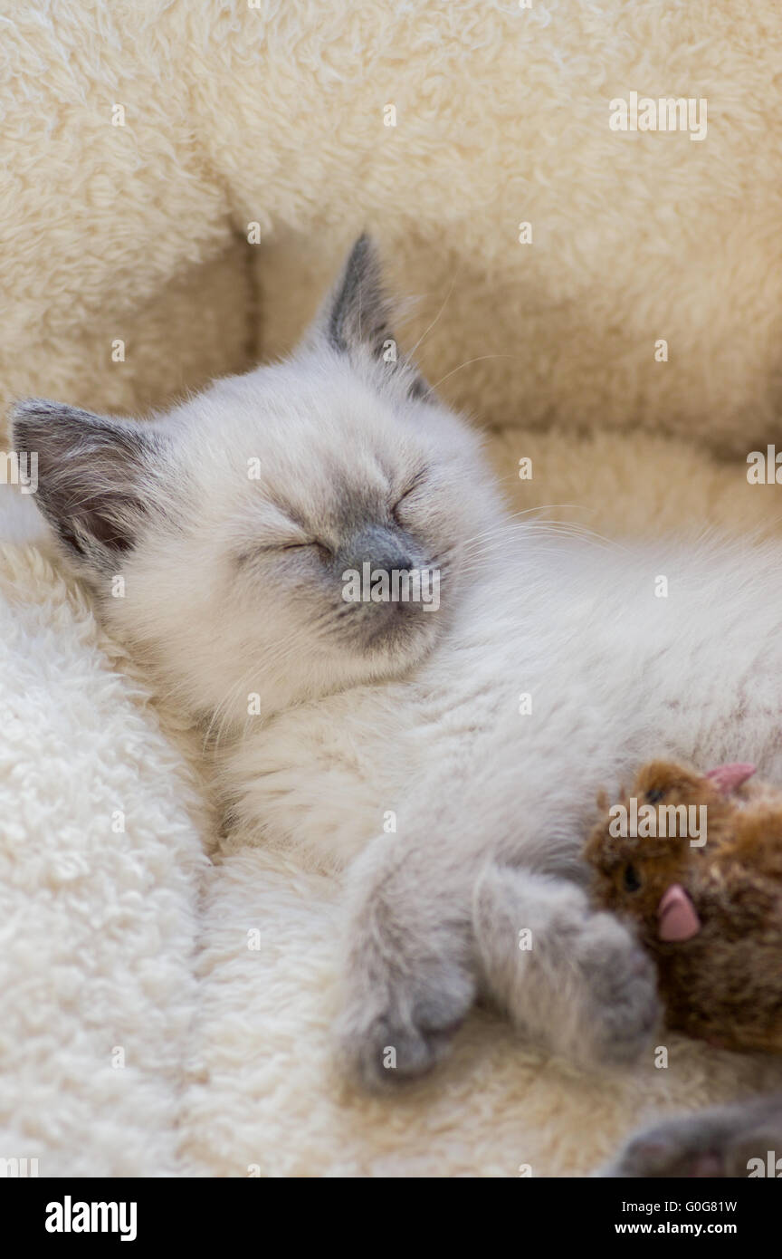 British shorthair kitten Stock Photo