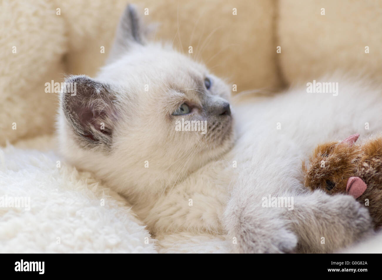 British shorthair kitten Stock Photo
