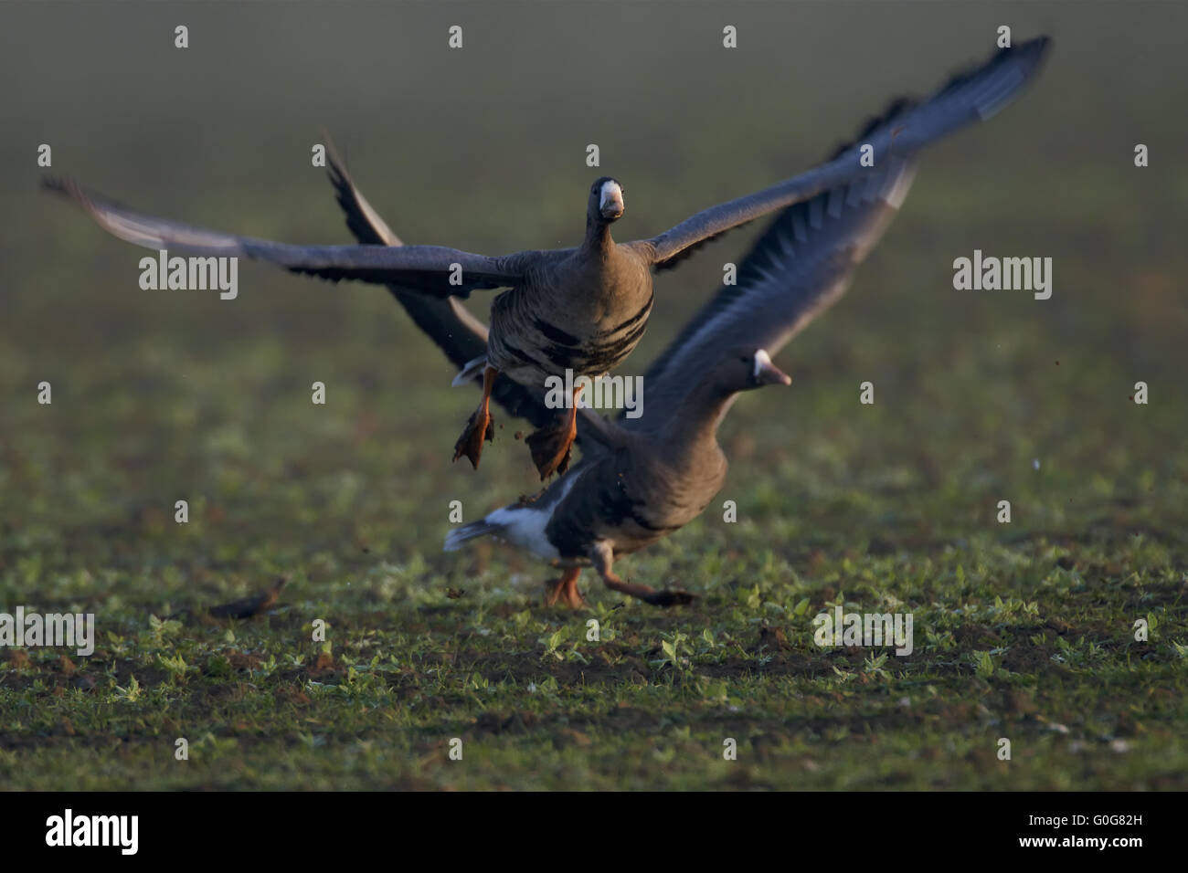 Oca Lombardella High Resolution Stock Photography And Images Alamy