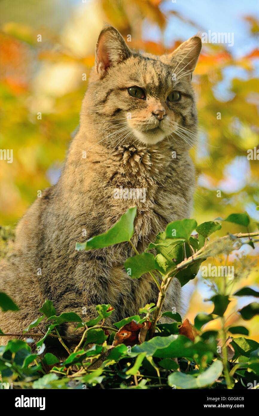 european wildcat (Felis silvestris) Stock Photo