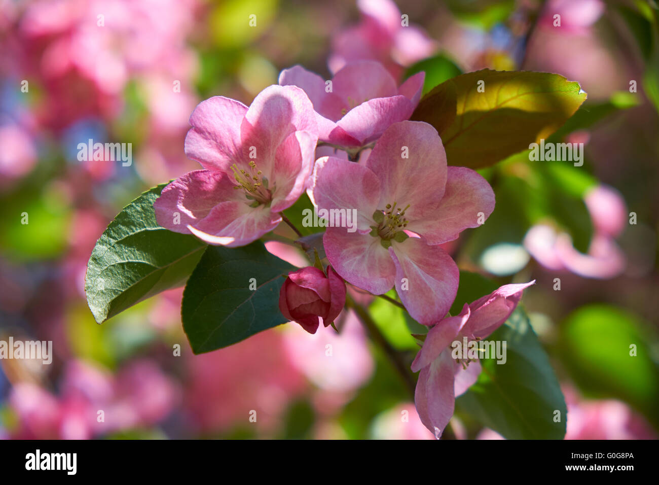 Pink apple-tree flowers Stock Photo