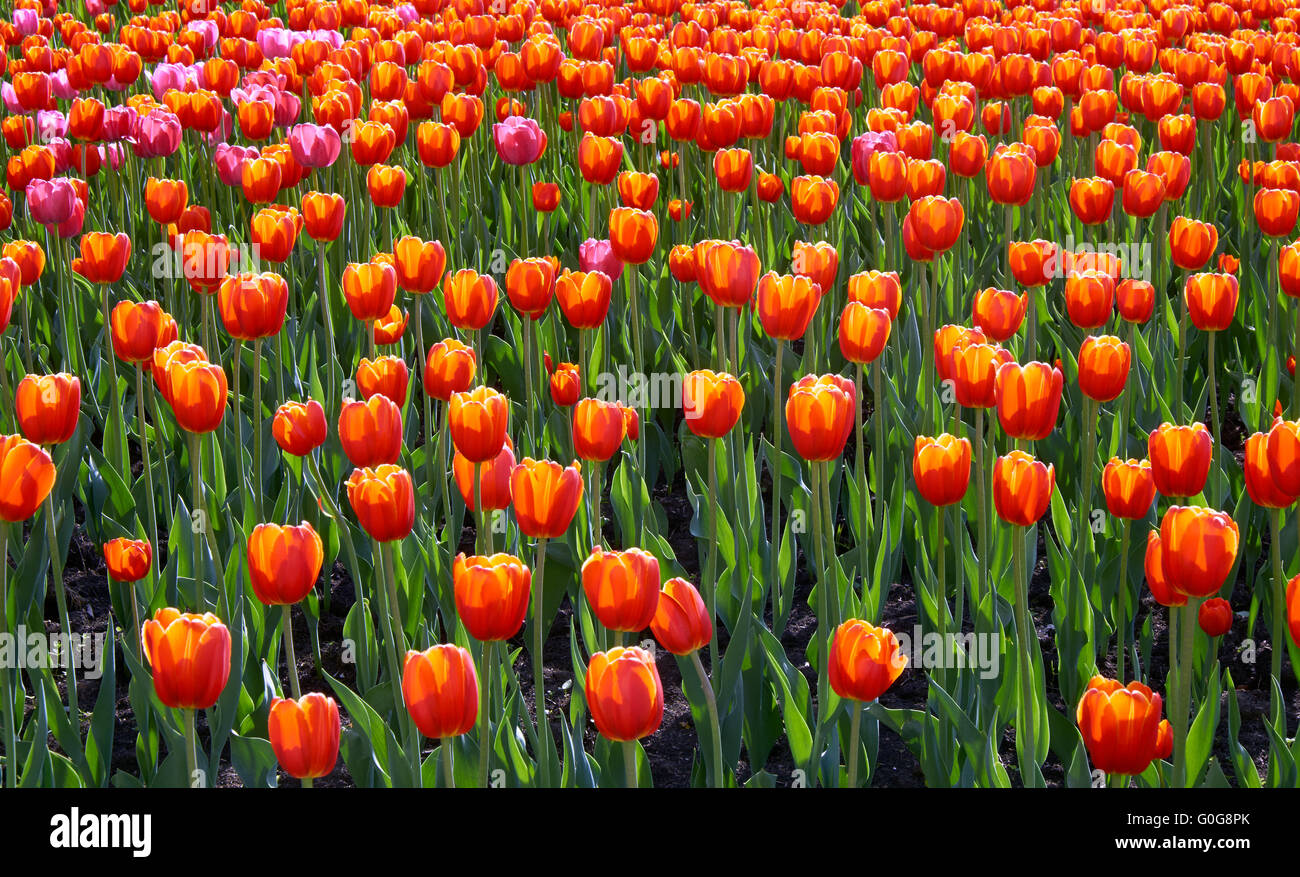 Field of bright orange-red tulips Stock Photo