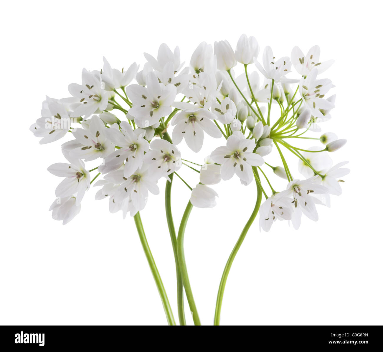 wild garlic flowers isolated on white background Stock Photo Alamy