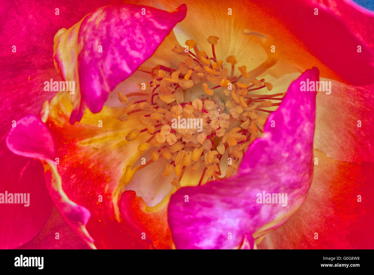 Rose golden beauty hi-res stock photography and images - Alamy