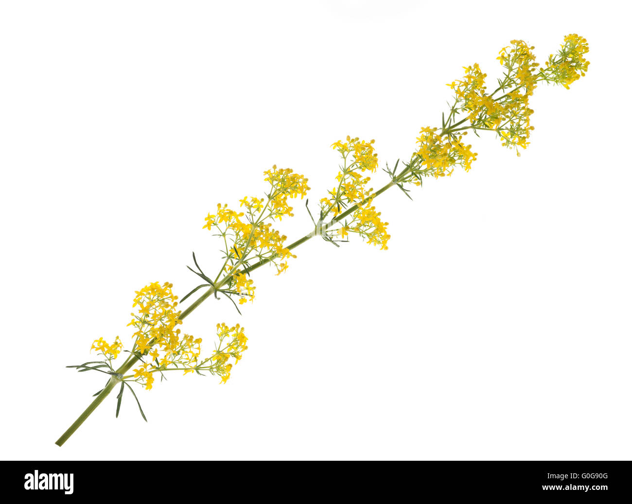 lady's bedstraw flowers ( Galium verum ) isolated on white Stock Photo