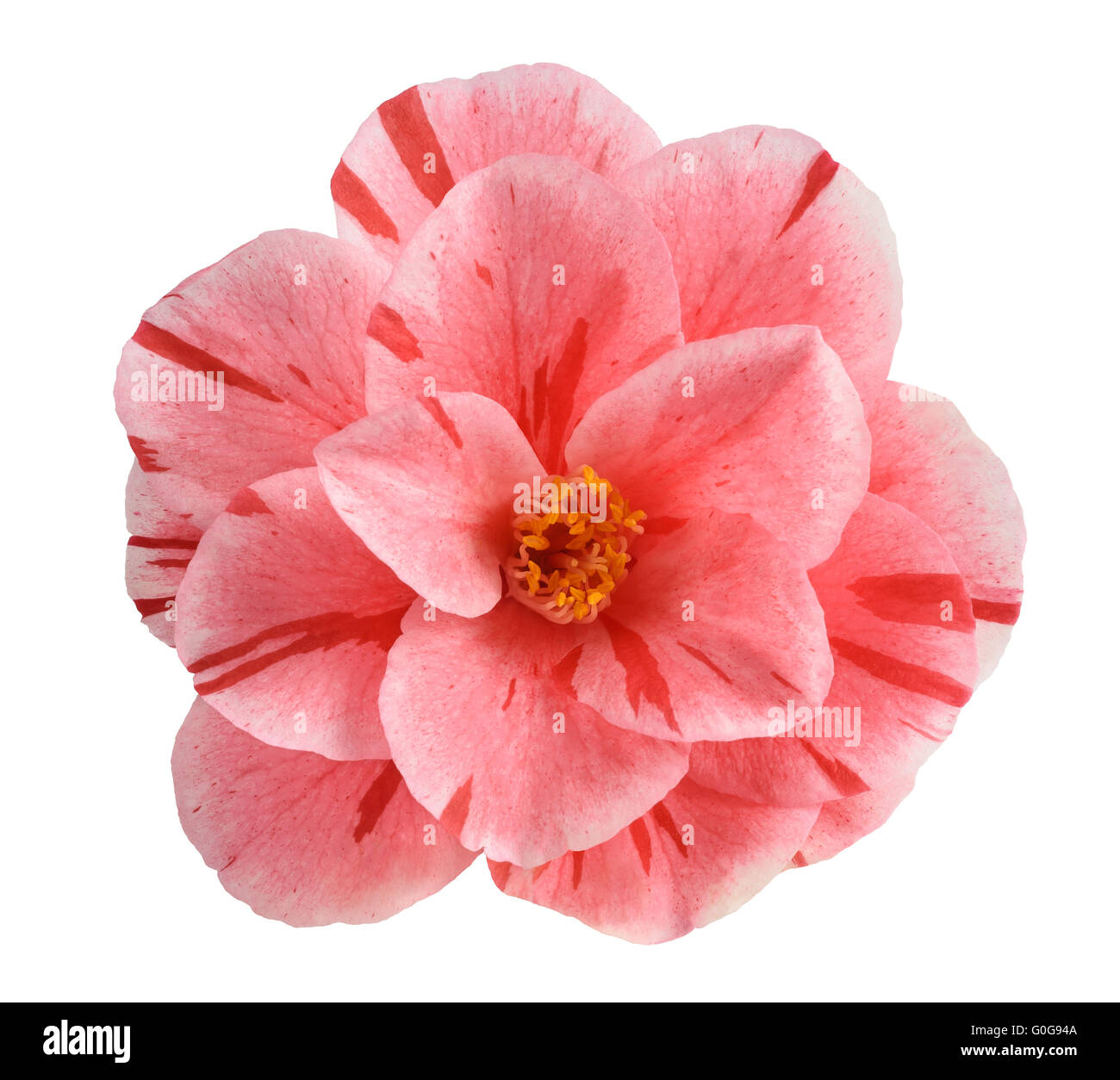 Variegated Pink Camellia flower isolated on white Stock Photo