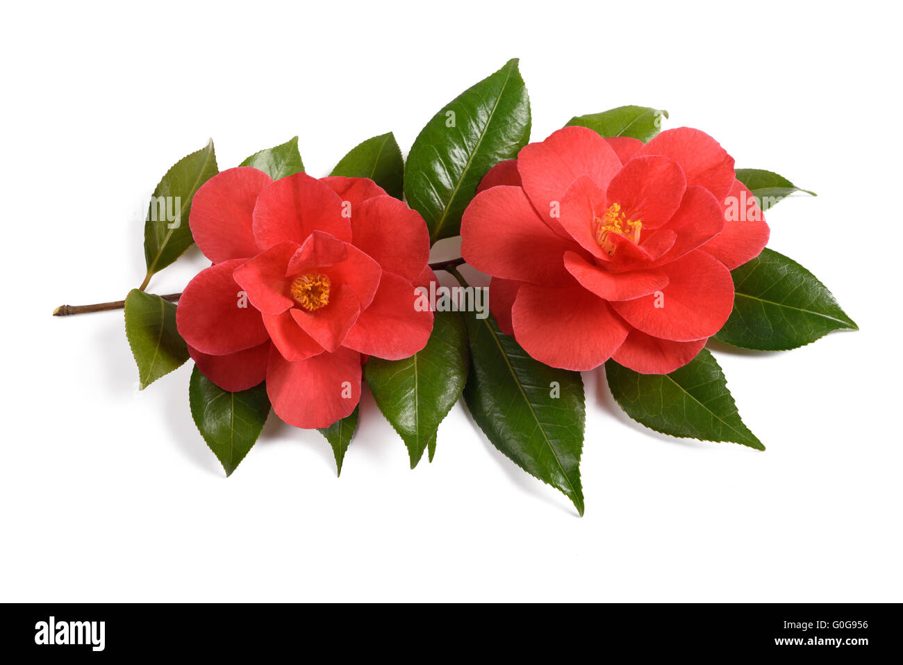Two red camellia flowers isolated on white background Stock Photo - Alamy
