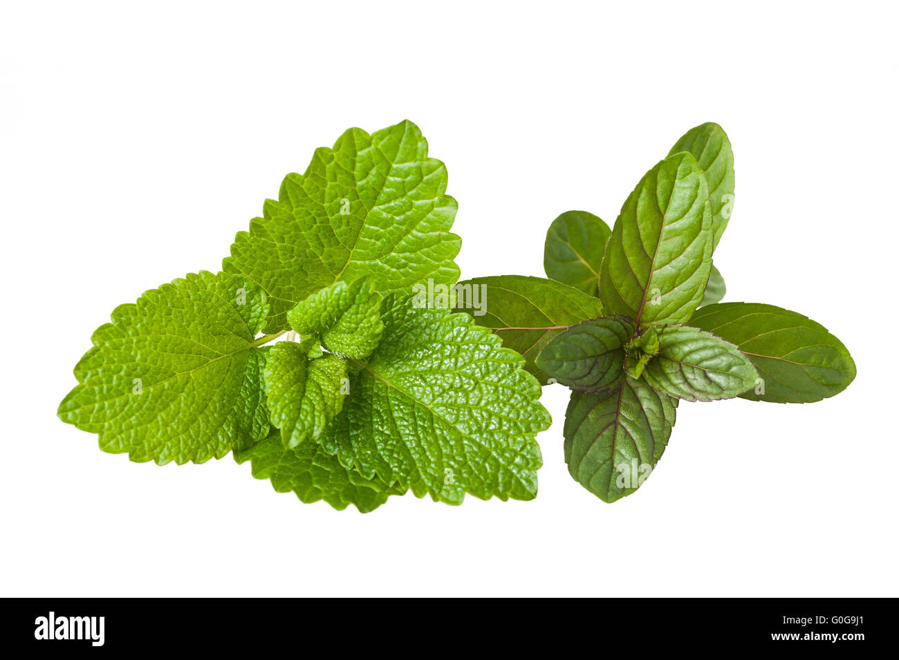Peppermint and lemon balm  sprig isolated on white background Stock Photo
