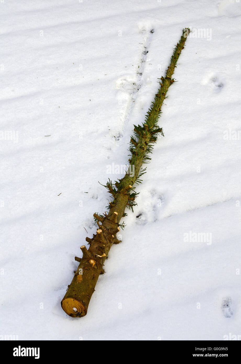 spruce bole without branches Stock Photo