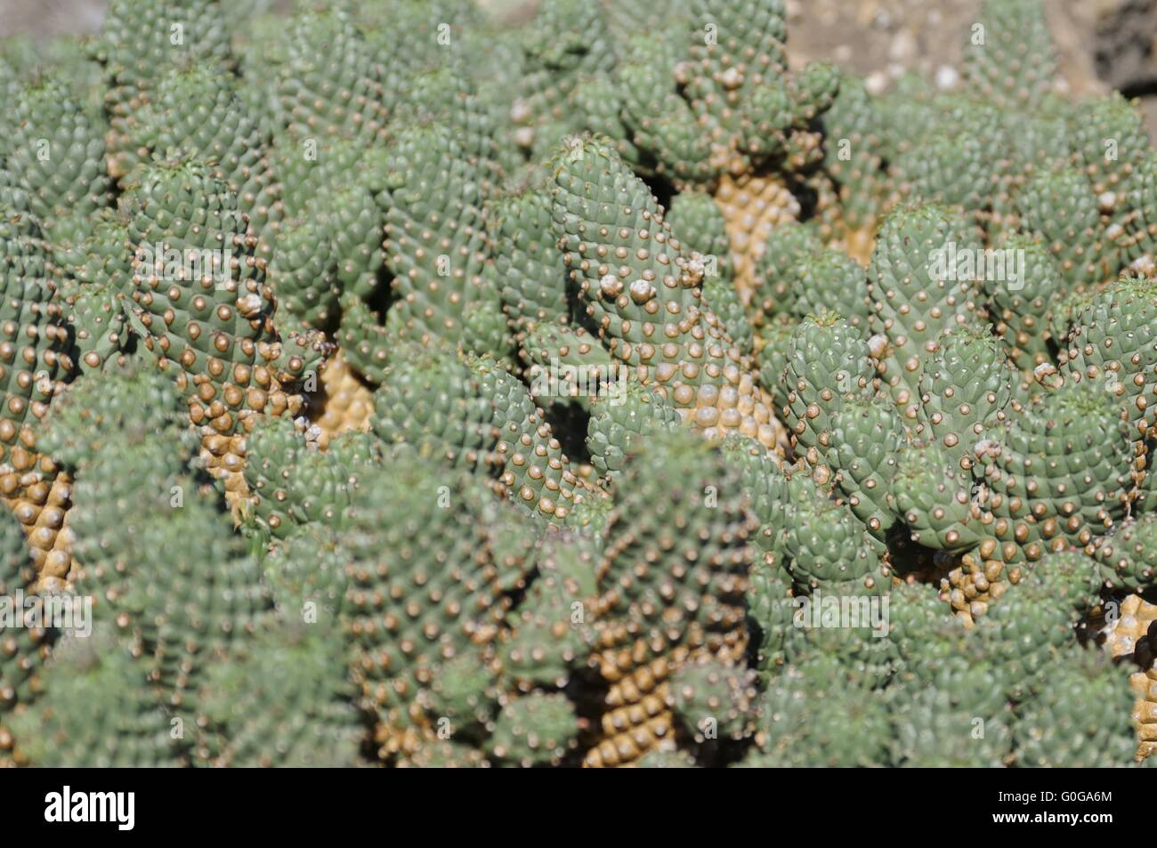 cactus Stock Photo