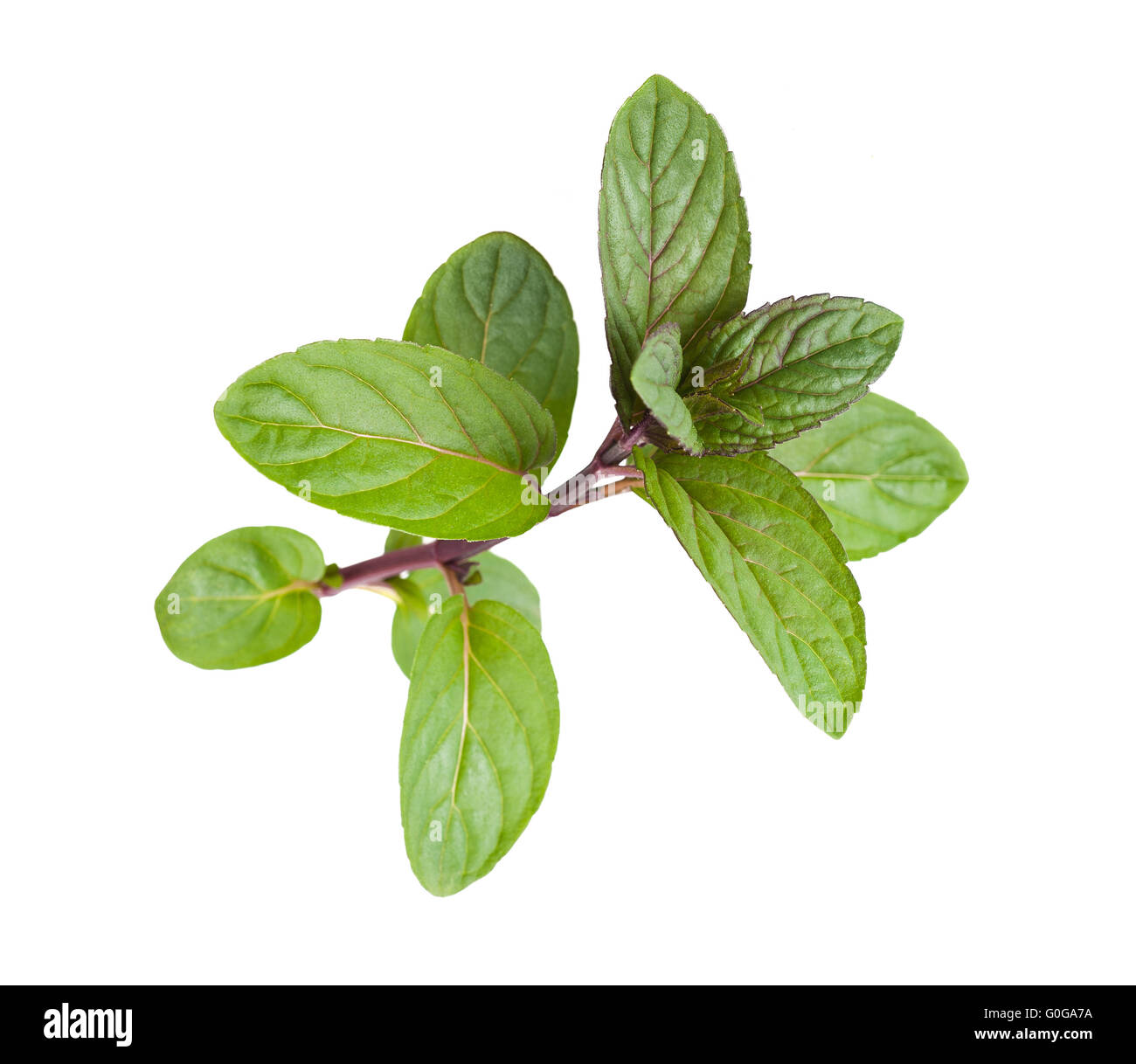 Peppermint leaves isolated on white background Stock Photo