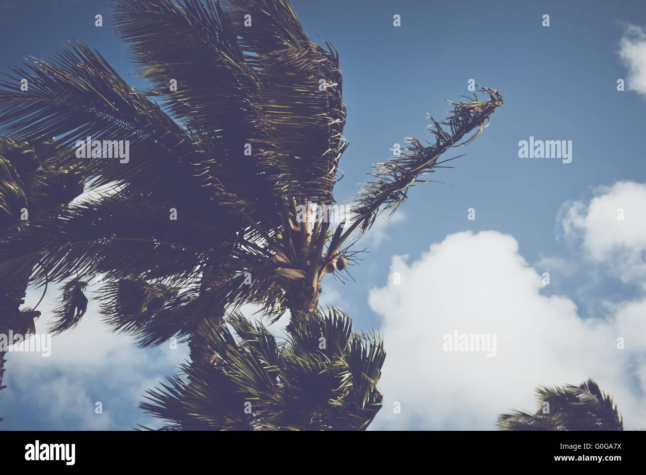 Blurred Palm Trees Blowing in the Wind with Instagram Style Filter Stock Photo