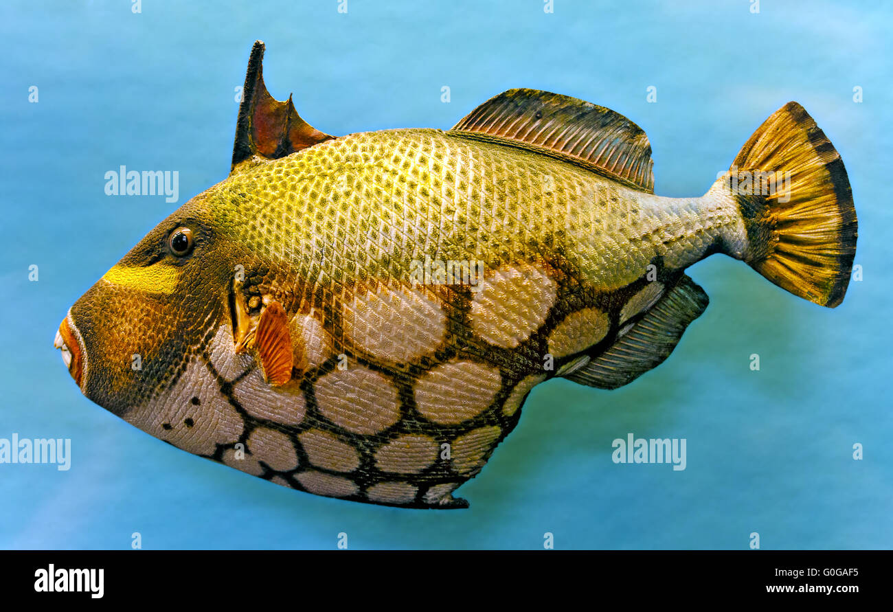preserved specimen of a Clown triggerfish Stock Photo
