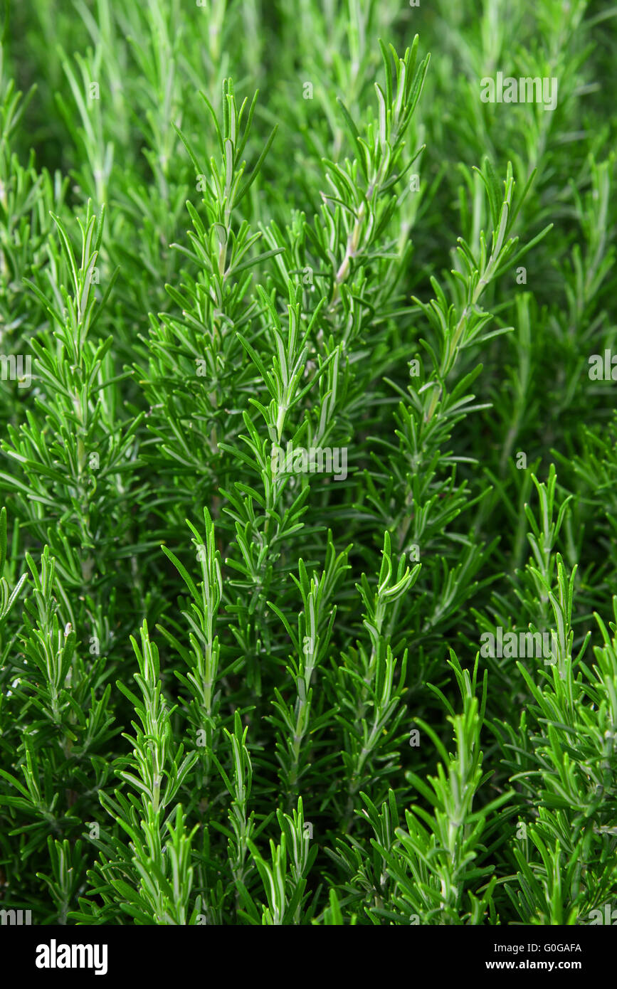 Background of green and  fresh rosemary Stock Photo