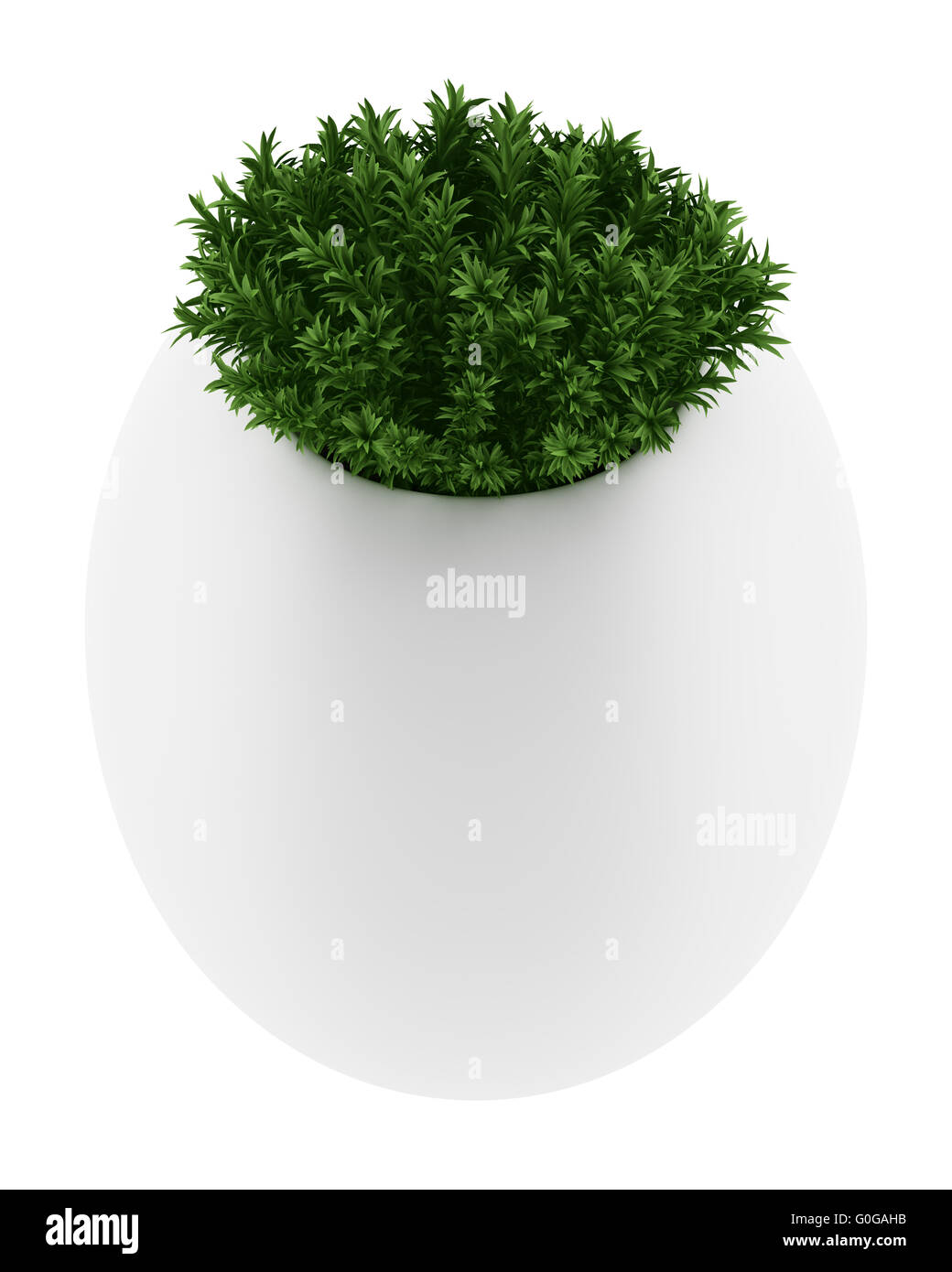 wall plant in pot isolated on white background Stock Photo - Alamy