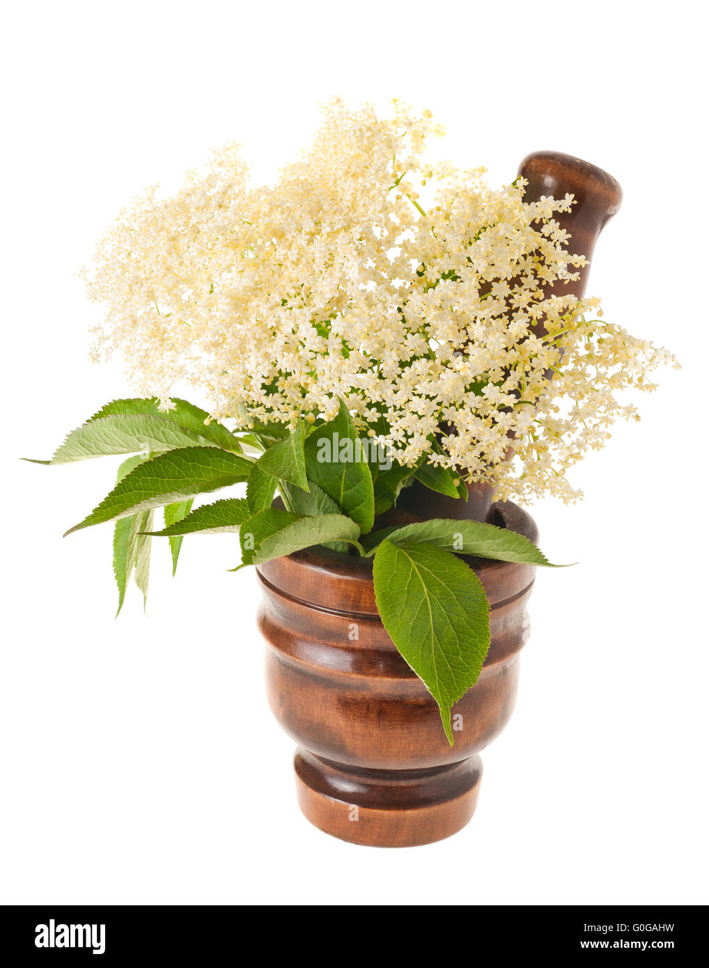Elder flowers in a mortar isolated on white Stock Photo