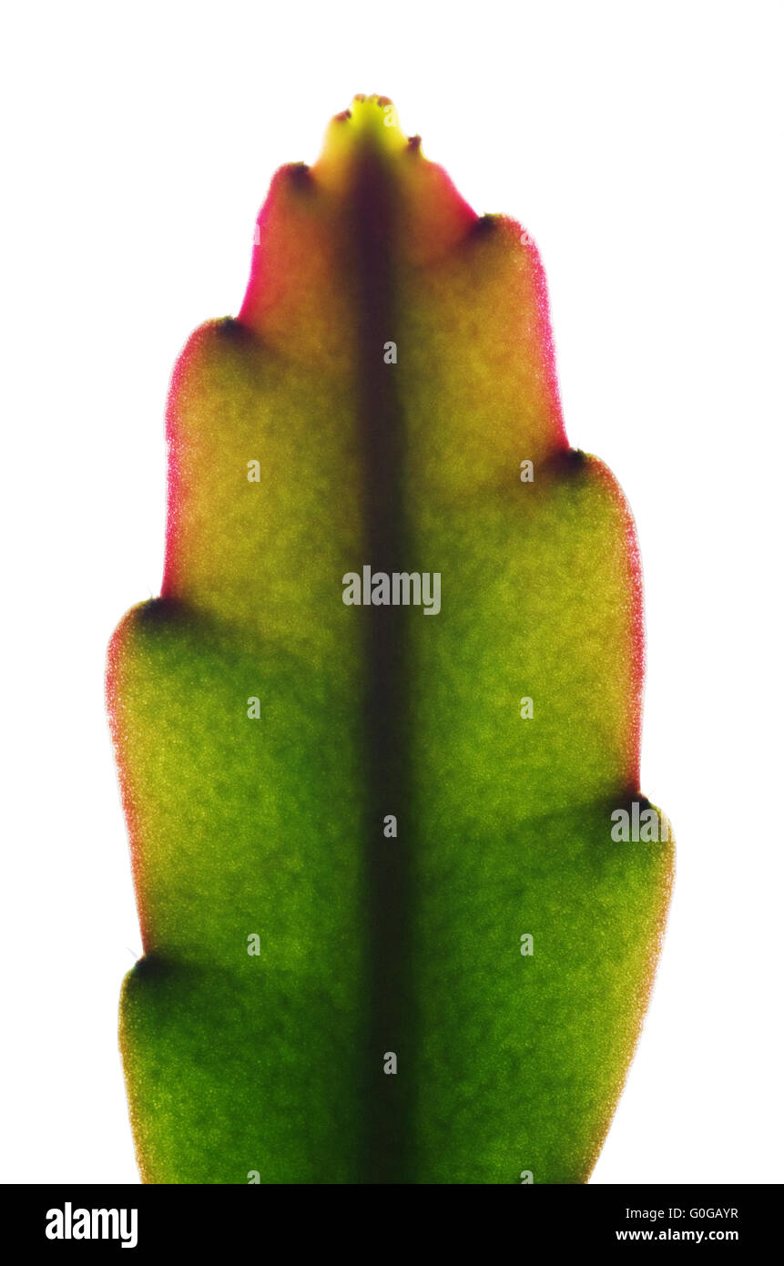 Section of Easter Cactus Stock Photo