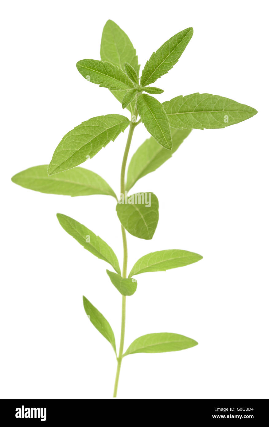 Lemon grass (verbena) isolated on white background Stock Photo